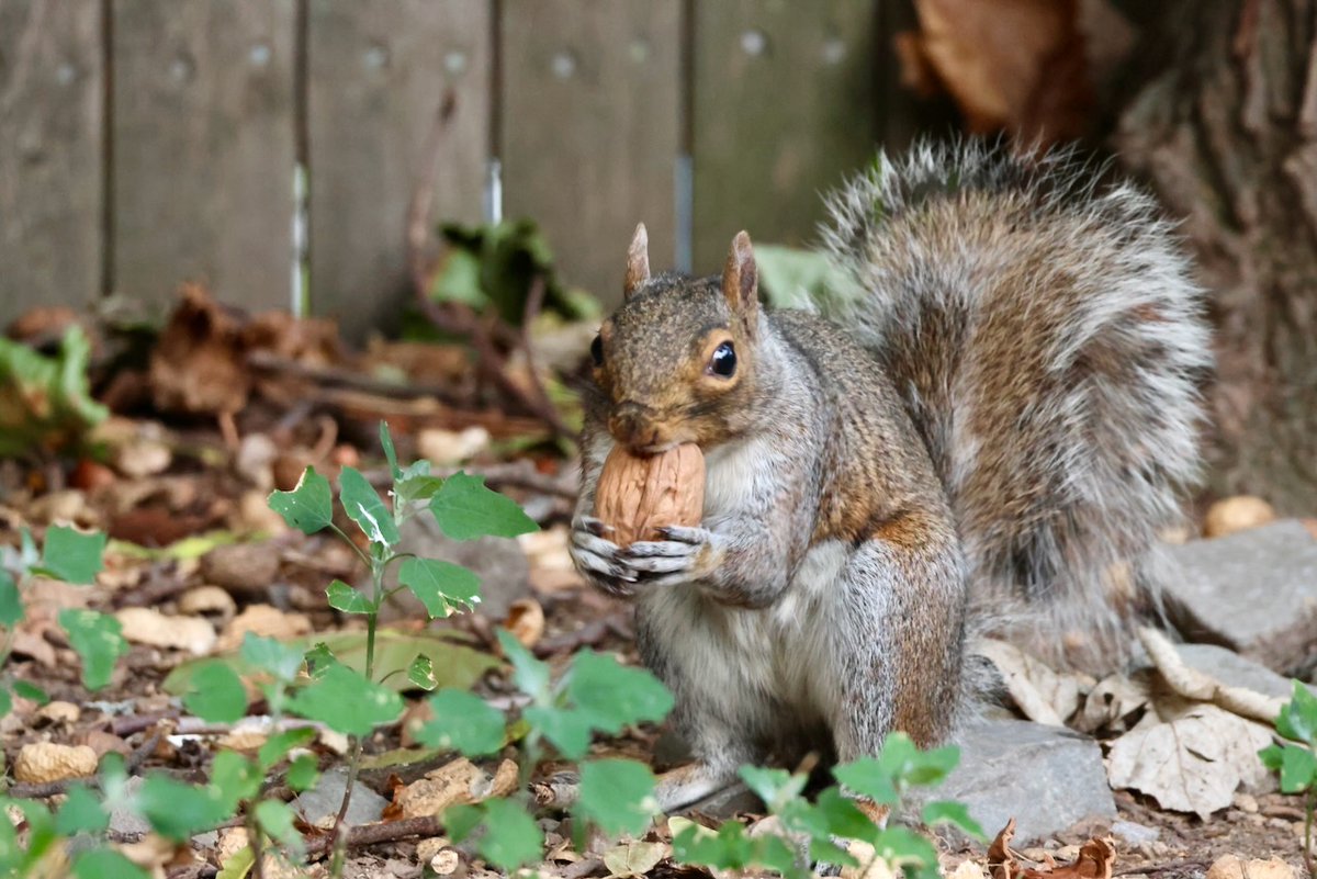 sciuridaely's tweet photo. It’s going to be a great #Sciuridae for nut gathering!
On #Sciuridae, I'm here to pick up my nut and any others available. Thank you.
Every day is #Sciuridae!
#fightlikeasquirrel #SquirrelStrong 🐿️💪 #SaveGreySquirrelUK #SquirrelScrolling #squirrel #Eichhörnchen https://t.co/EwDekbEdsX