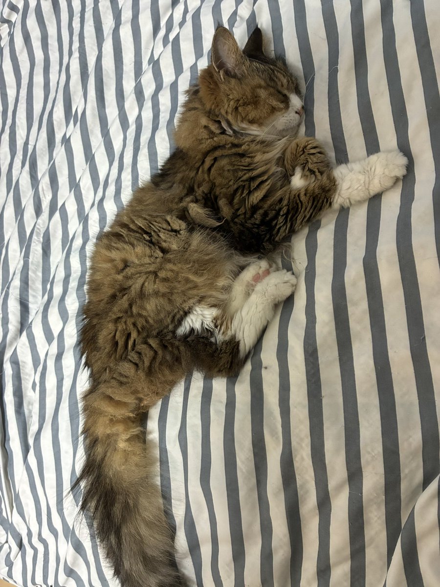 coindesugi's tweet photo. 🐈２日前から何も食べなくなったけど、今日カルカン１袋ぺろっと食べた😊

どんなにボロボロになっても生きて明日を見なさい。
生きてさえいれば誰も知らない明日が見れるから。

今日も一緒に寝ようね😊 https://t.co/9C9dSs7b2z
