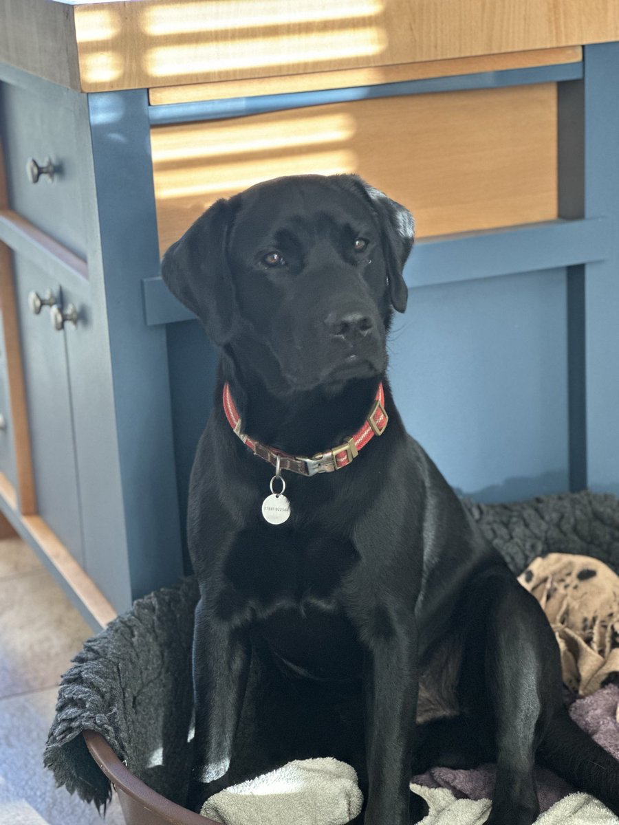 DrivingTalk's tweet photo. @myswearyaccount @GBPolitcs So glad she’s pointed this out. It’s an exhausting battle trying to stop my labs doing far right things like enjoying family walks in the countryside https://t.co/tfW4GU7KN7