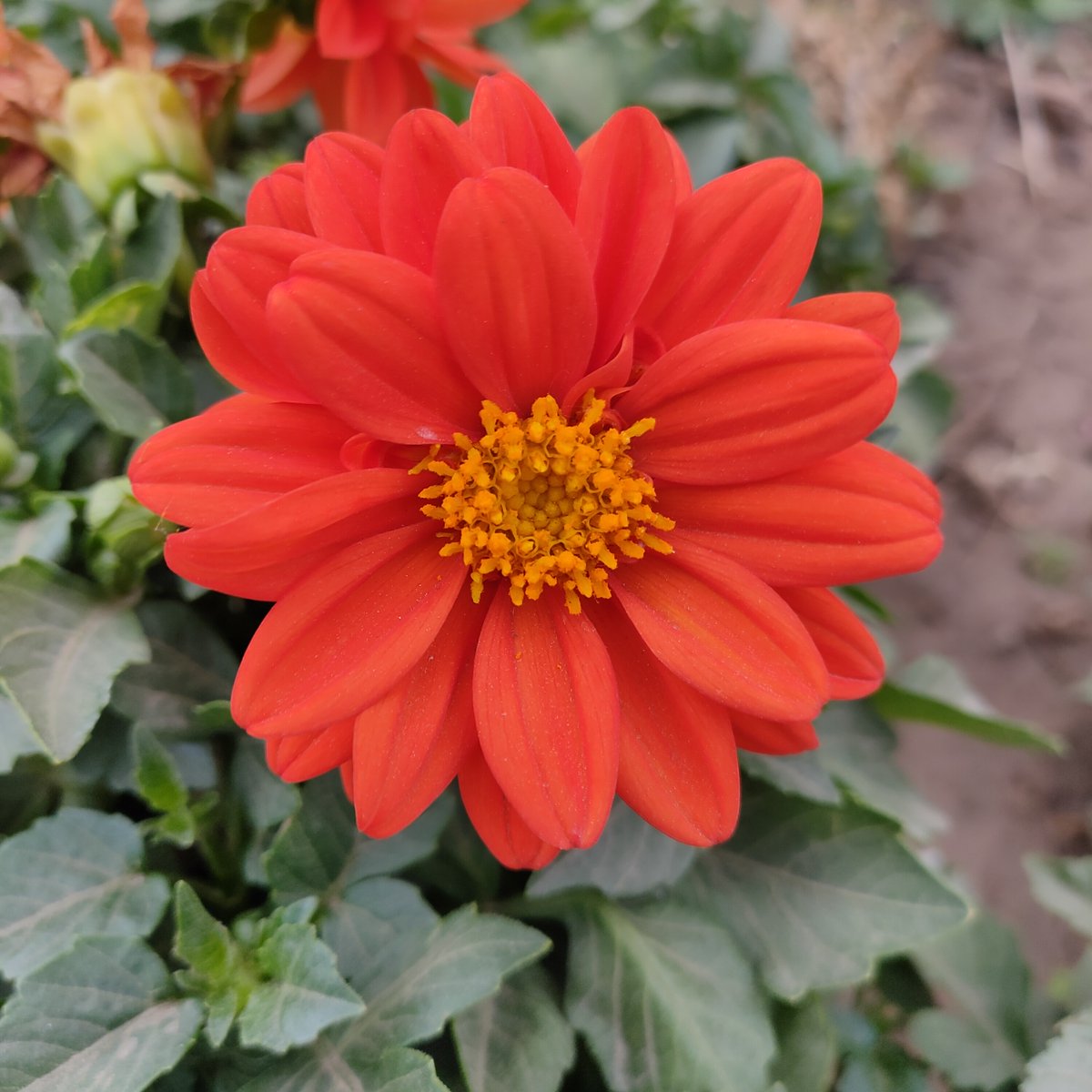 JewellDeca0k's tweet photo. Hoy me encontré una flor roja pequea en la calle, me alegra mucho el día. https://t.co/ttDOx9odcY