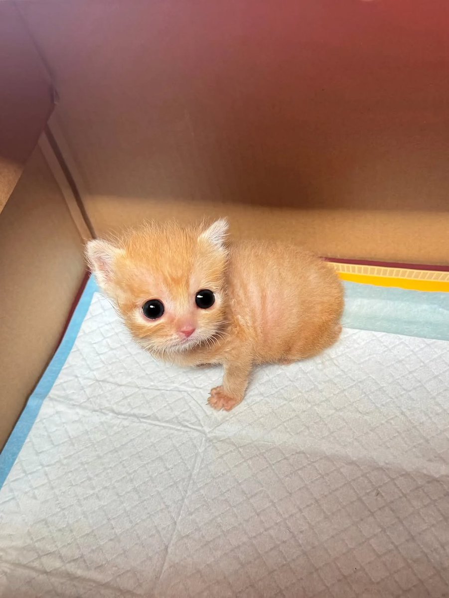 CatMeowkingdom's tweet photo. https://t.co/4XLEmWZGrQ