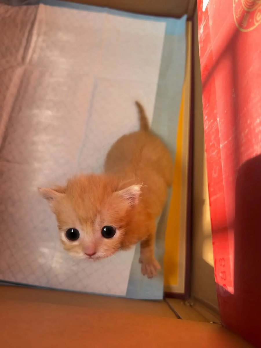 CatMeowkingdom's tweet photo. https://t.co/4XLEmWZGrQ