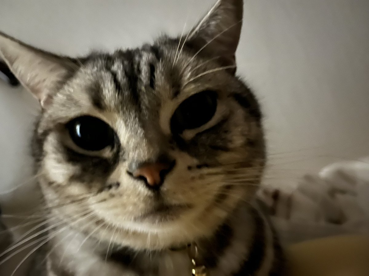 7toki634's tweet photo. 振り返れば、ヤツさ #猫のいる暮らし https://t.co/NTYKhHfy6o