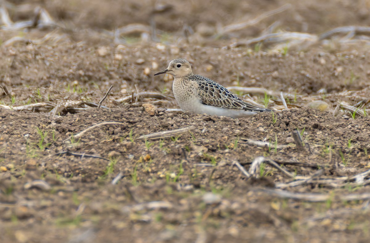 glynsellors's tweet photo. Juvenile Buff-breasted Sandpipers feeding in a potato field, Trevorian, Cornwall, September 2026 - a scarce visitor from North America, https://t.co/geMDxcOOH4