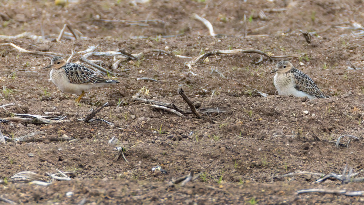 glynsellors's tweet photo. Juvenile Buff-breasted Sandpipers feeding in a potato field, Trevorian, Cornwall, September 2026 - a scarce visitor from North America, https://t.co/geMDxcOOH4