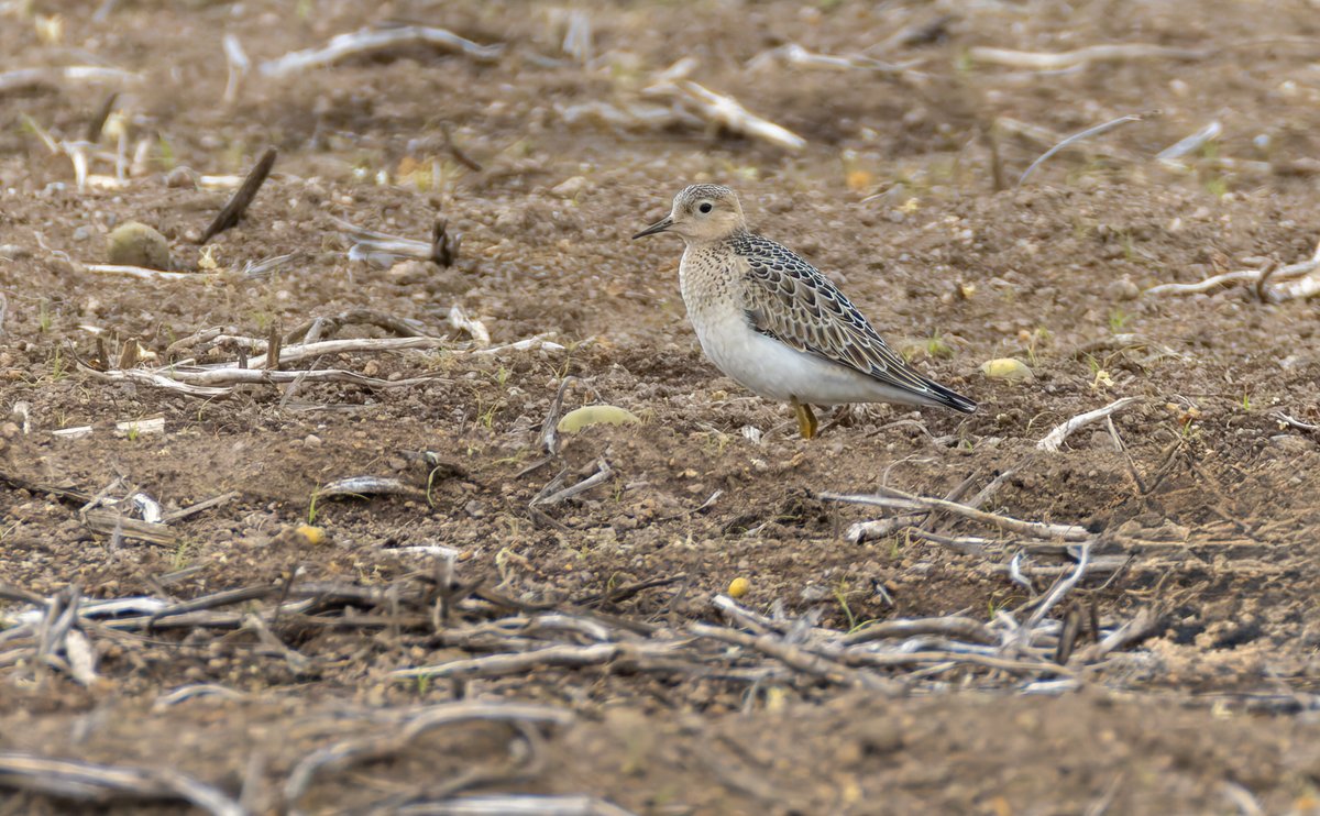 glynsellors's tweet photo. Juvenile Buff-breasted Sandpipers feeding in a potato field, Trevorian, Cornwall, September 2026 - a scarce visitor from North America, https://t.co/geMDxcOOH4