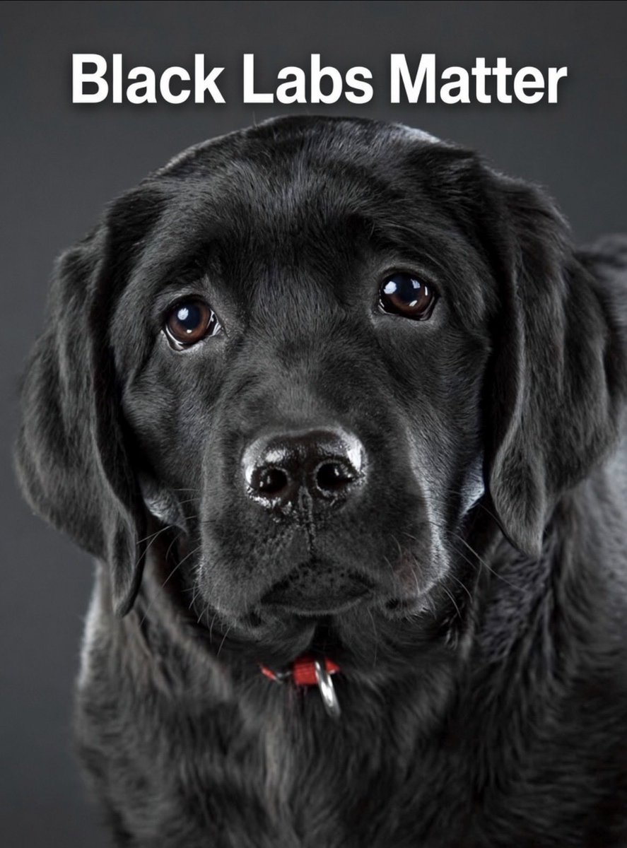 MazS56's tweet photo. We are British 🇬🇧 We love our Dogs, Pubs and Countryside! Screw Labour! https://t.co/cxFmMqVQF2