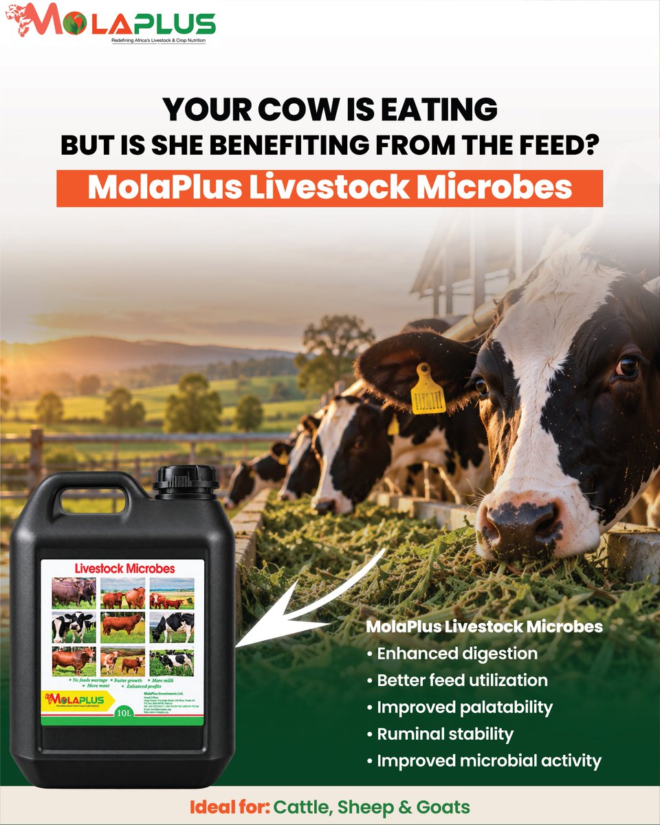 MolaplusM's tweet photo. Your cow can empty the trough… but is she actually getting full value from the feed? 🐄

MolaPlus Livestock Microbes supports rumen activity, digestion &amp; feed utilization.

Use: 200 ml + 3 L clean, non-chlorinated water; pre-ferment feed for 12–24 hrs.
DM us to order.
#livestock https://t.co/zw982OJxZv