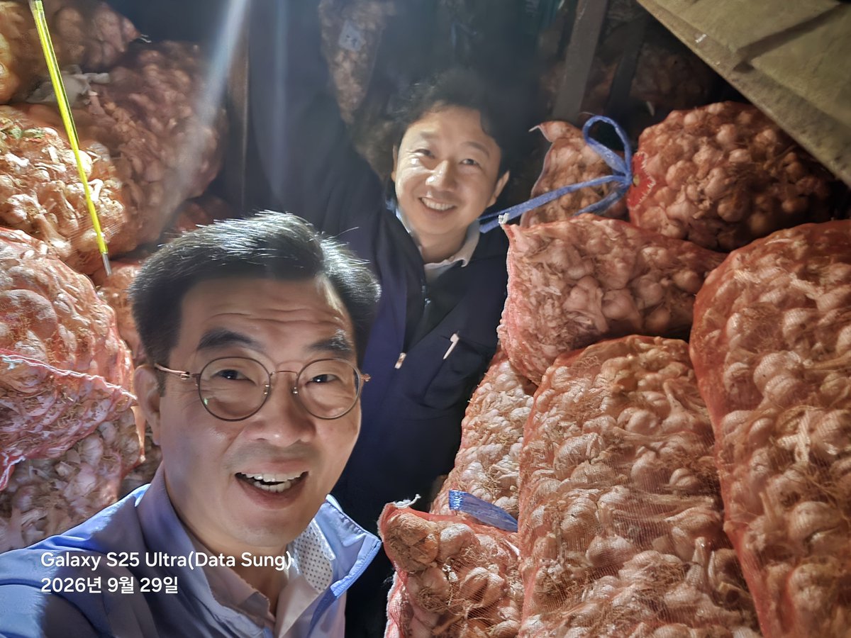 urimal123's tweet photo. 마늘은 왜 냉장보다 더 낮은 ‘영하’에서 저장할까요? 🧄
마늘은 휴면이 끝나면 싹과 뿌리가 나오기 시작하고, 특히 싹은 5~15℃에서 잘 자랍니다.
그래서 보통 -1~-3℃에서 저장합니다. 싹·뿌리의 생장과 호흡을 억제해 수분 손실과 품질 저하를 줄이기 위해서입니다.
국립농업과학원은 마늘 저장방식을 개선하는 기술을 개발해 무안 서남부채소농협에서 현장 실증하고 있습니다.
농업기술은 ‘잘 생산하는 것’에서 끝나지 않습니다. 생산 → 수확 → 예건 → 저장까지 연결돼야 합니다.
#농촌진흥청 #국립농업과학원 #마늘