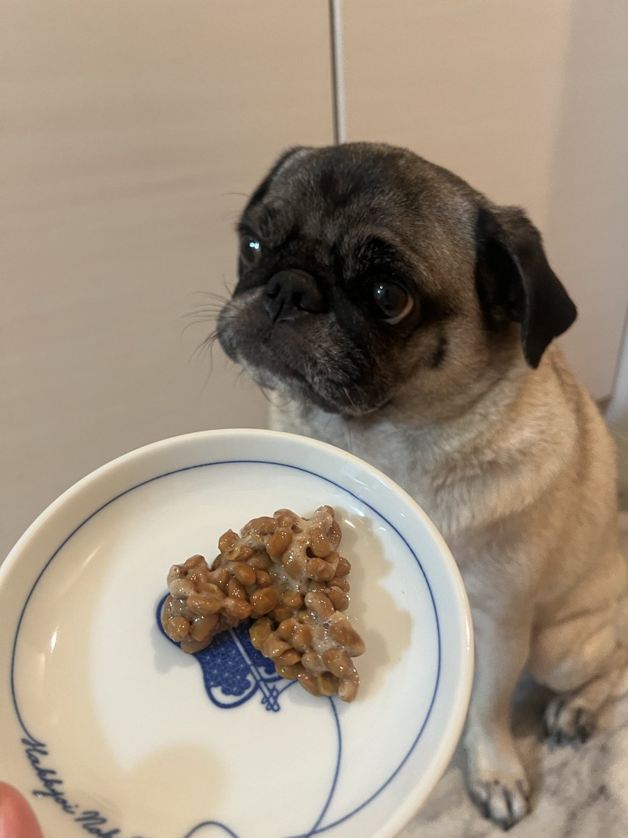 pugnoapollo's tweet photo. しんでませんよ、飼い主がサボってました😮‍💨 https://t.co/XtxUkvi23r