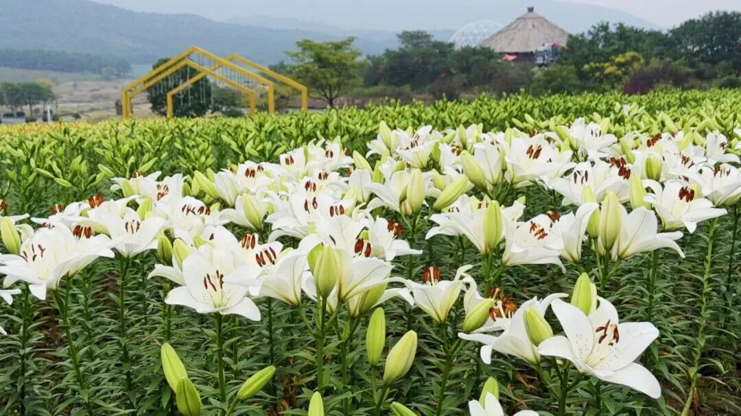HefeiChina's tweet photo. Planning a day trip to #Bantang? 🍂
Start among the flowers, hike through the forest, explore underground caves, then wind down in a hot spring as the sun sets. ♨️✨
Not a bad way to spend an autumn day.
🙌 #BeautifulHefei #ChinaTravel #RomanticAutumn https://t.co/lTKpKGWlFM