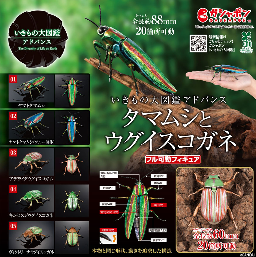 ikimonodaizukan's tweet photo. 【商品情報】
／
いきもの大図鑑アドバンス
タマムシとウグイスコガネ
(税込1,500円)
＼

いきもの大図鑑アドバンスに
タマムシとウグイスコガネが登場！

構造色の美しい翅をメッキ加工とメタリック塗装で徹底再現✨

#ガシャポン

一部取り扱い店舗の状況はこちら👇
https://t.co/xZvICgSjFa https://t.co/WTMtngM22C