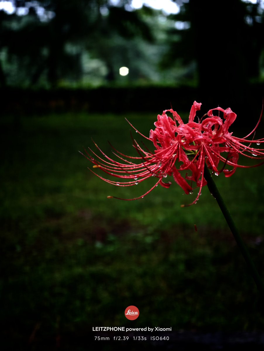 FindX9Pro's tweet photo. 今年は群生地いけなかったなぁ〜
にしてもLeitzPhone写り良すぎw
標準域単焦点レンズのカメラと広角・望遠要因のLeitzPhoneのセットで散歩するだけでかなりのクオリティの写真が撮れるのは本当に大きい。

Shot on 📸LeitzPhone Powered by Xiaomi https://t.co/jMLd1qtraY