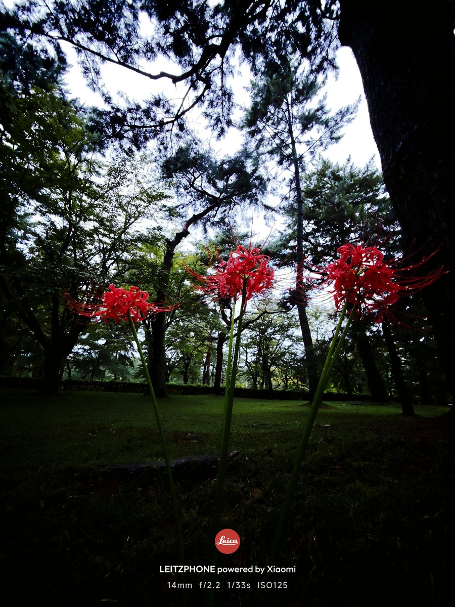 FindX9Pro's tweet photo. 今年は群生地いけなかったなぁ〜
にしてもLeitzPhone写り良すぎw
標準域単焦点レンズのカメラと広角・望遠要因のLeitzPhoneのセットで散歩するだけでかなりのクオリティの写真が撮れるのは本当に大きい。

Shot on 📸LeitzPhone Powered by Xiaomi https://t.co/jMLd1qtraY