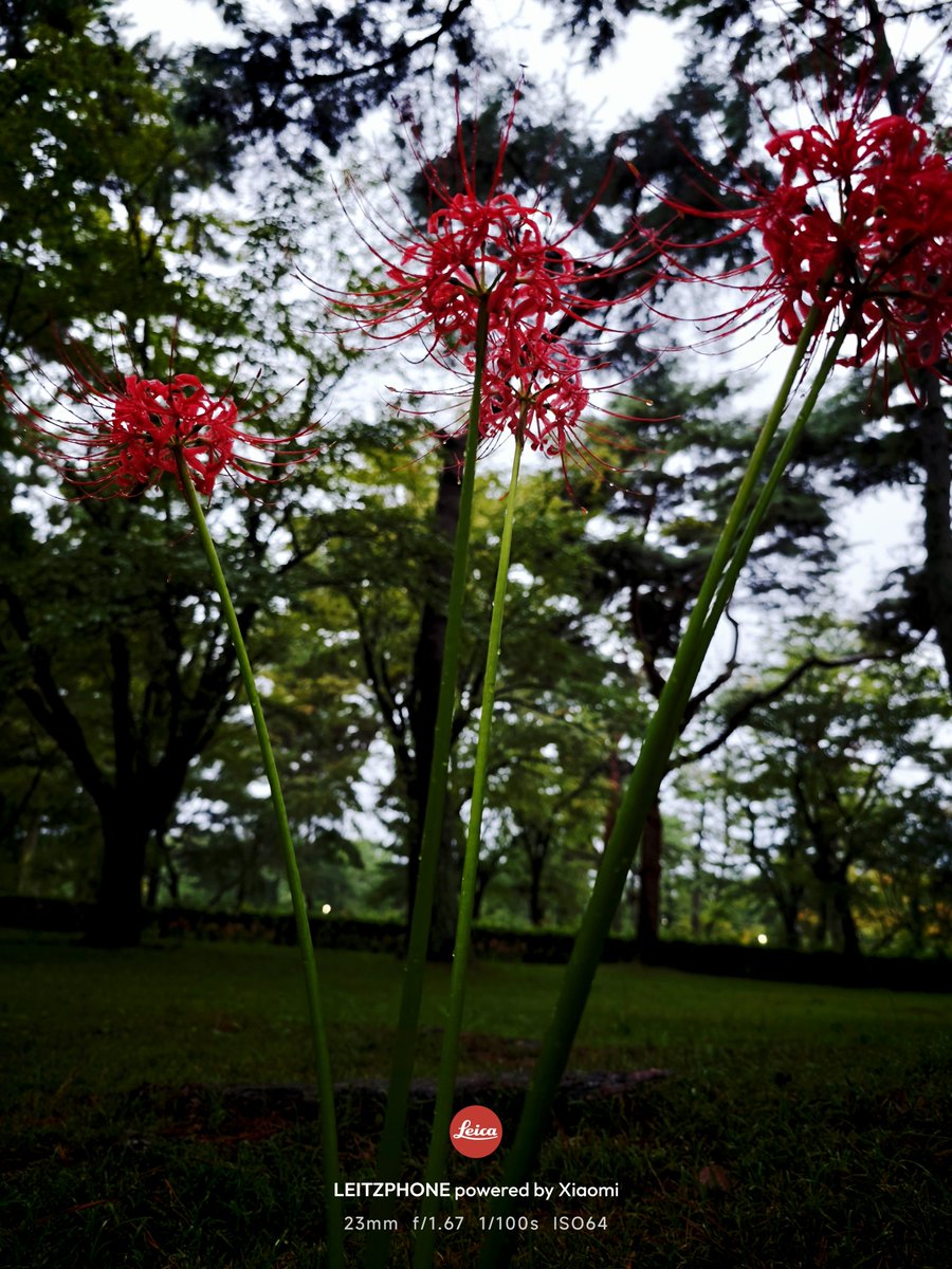 FindX9Pro's tweet photo. 今年は群生地いけなかったなぁ〜
にしてもLeitzPhone写り良すぎw
標準域単焦点レンズのカメラと広角・望遠要因のLeitzPhoneのセットで散歩するだけでかなりのクオリティの写真が撮れるのは本当に大きい。

Shot on 📸LeitzPhone Powered by Xiaomi https://t.co/jMLd1qtraY