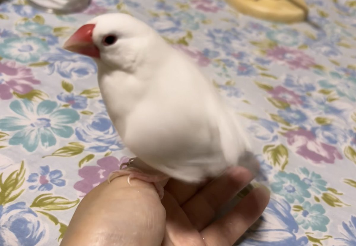linlinlambuncho's tweet photo. ちょっと換羽っぽいけど、しっかり水浴びして偉いね！
#文鳥 https://t.co/pu7VYSxPvz