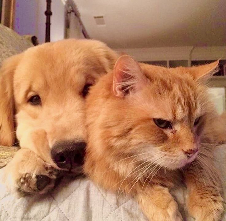 cceechom's tweet photo. (😾) ออกปัยนะ เหม้นม๋า         (🐶) กิงด้วยด้ะม่าย https://t.co/WtF33gNuTD