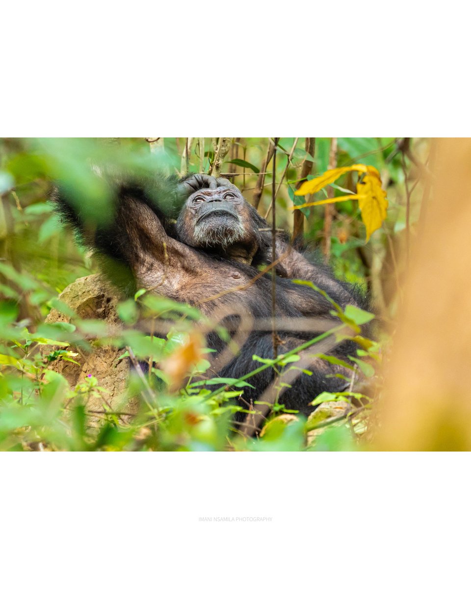 nsamila's tweet photo. 3/3
#AfricanWildlife #WildChimpanzees #WildlifeConservation #ProtectChimpanzees #SaveTheChimps #ConservationPhotography #EndangeredSpecies #ForestConservation https://t.co/Jq3d5mY34j