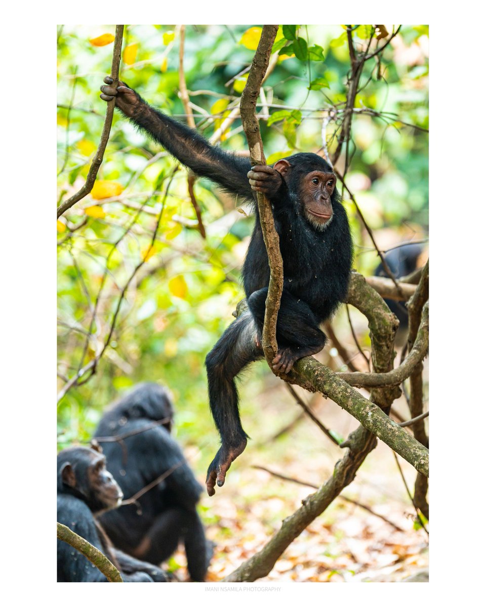 nsamila's tweet photo. 3/3
#AfricanWildlife #WildChimpanzees #WildlifeConservation #ProtectChimpanzees #SaveTheChimps #ConservationPhotography #EndangeredSpecies #ForestConservation https://t.co/Jq3d5mY34j