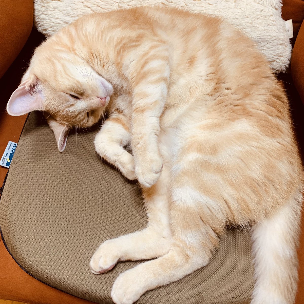 ayatsujiyukito's tweet photo. 猫の寝姿は善。
いいねえ、とらとら。 https://t.co/mGwu6fkT3I