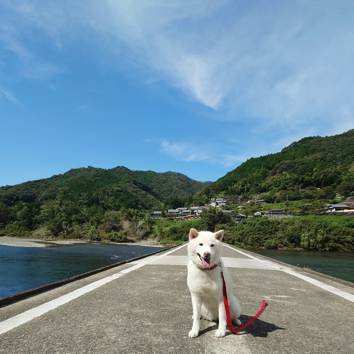 capi_okapi's tweet photo. 白柴キャンツー1355km④
〜柚鬼媛&amp;鬼王丸・沈下橋編〜

#柴犬 #柚鬼媛 #鬼王丸 #沈下橋 #shibainu https://t.co/zhrgD7rziS