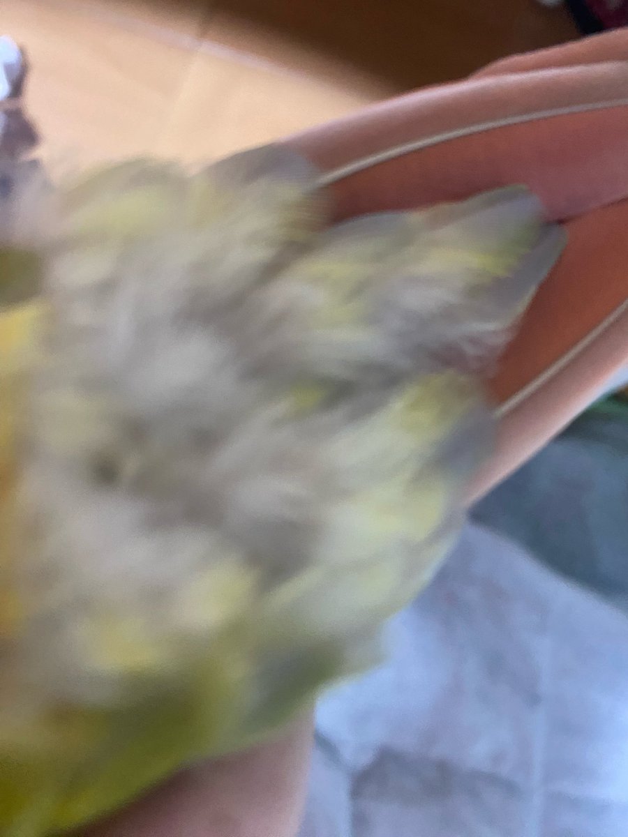 5w5dk's tweet photo. なんか飼ってるインコのアナル毛で隠れててなんか見えなかった😲 https://t.co/qpFJYyWlKu