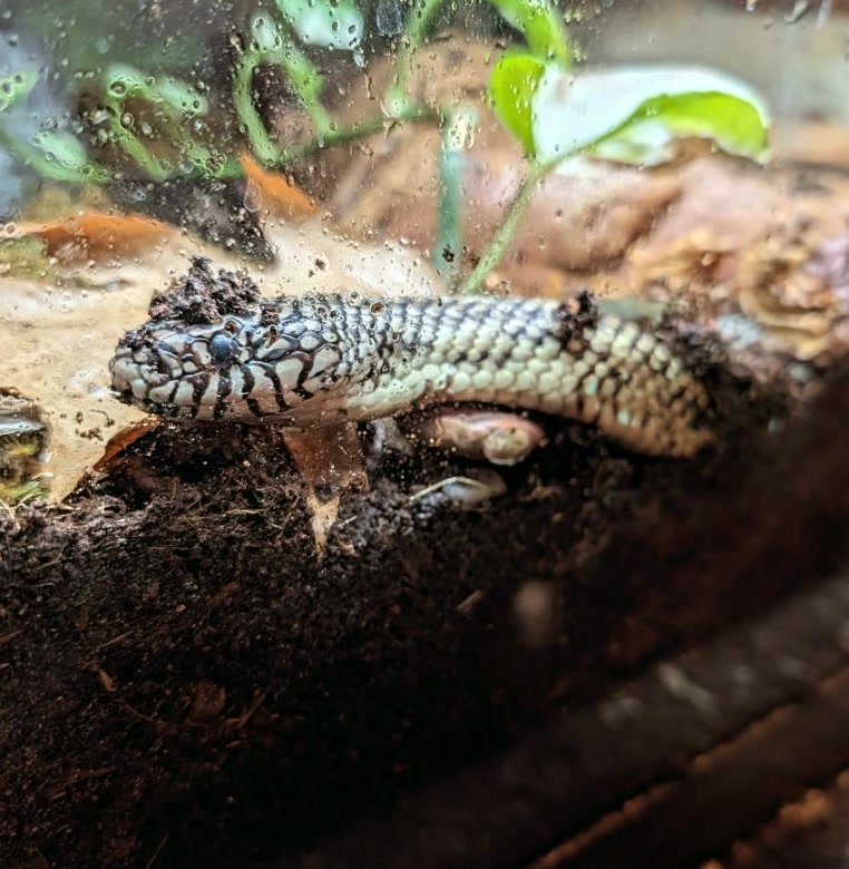 GeorgeGreerz3f's tweet photo. Please shame me into upgrading my kingsnake to a 120 gallon enclosure (or don't?)
#Herping https://t.co/edCA27wpcS