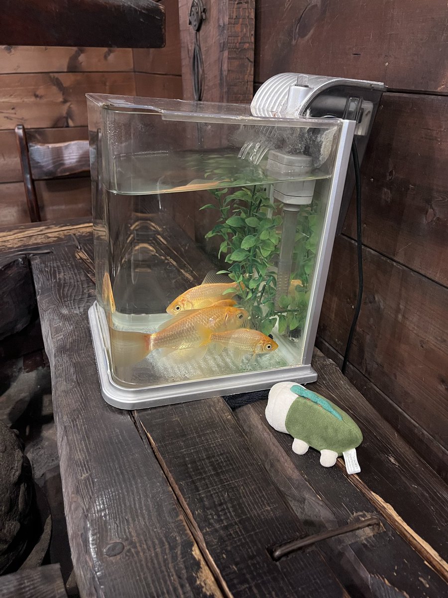 3knsiwvu's tweet photo. ご挨拶ご挨拶 https://t.co/LiykwPtmaC