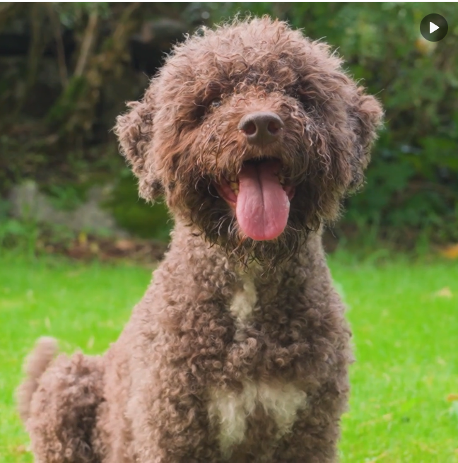 simosagi's tweet photo. Quest'anno per Pentulive Yle seguirà la nascita e crescita di una cucciolata di lagotto romagnolo 😍 https://t.co/YJ7yRfnNWB