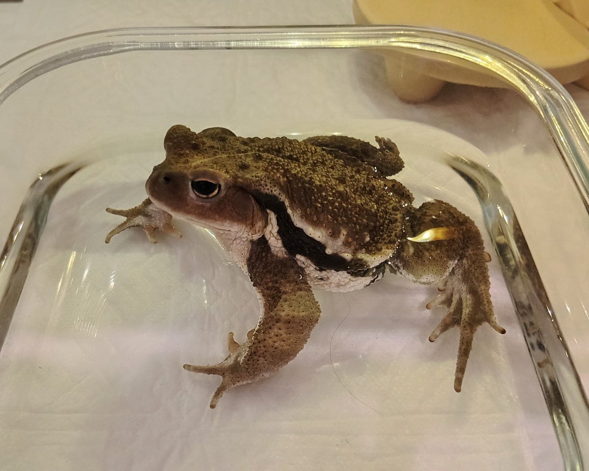 jyun_zou's tweet photo. ブーたんでち
#アズマヒキガエル
#ヒキガエル
#toad #bufo https://t.co/T0HveexY1R