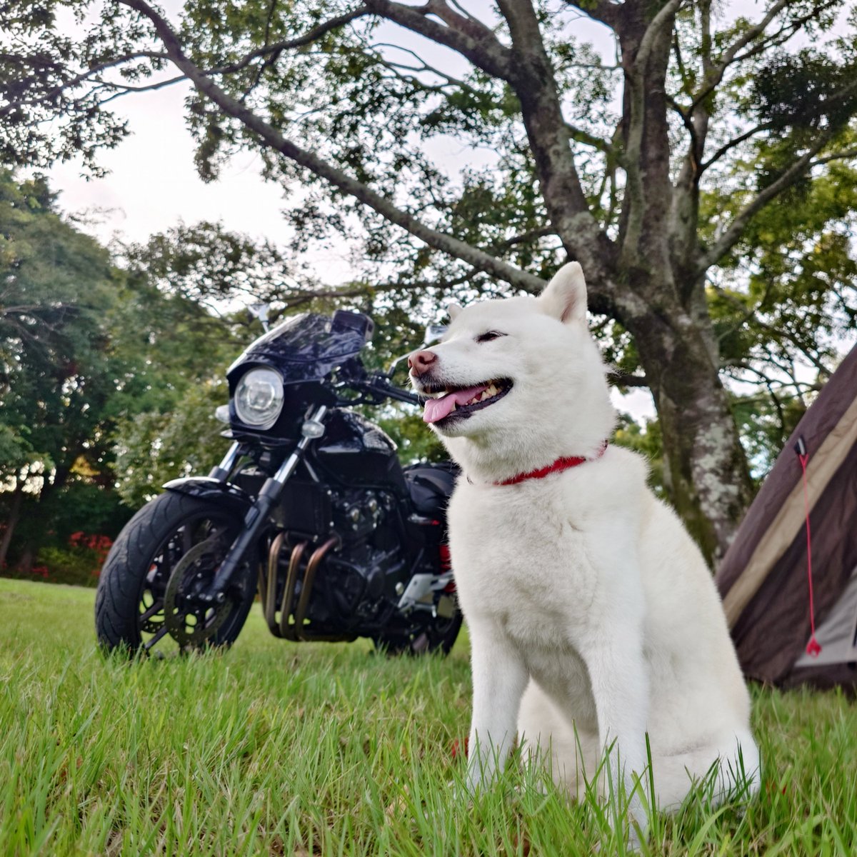 capi_okapi's tweet photo. 白柴キャンツー1355km⑤
〜四万十川キャンプ場編〜

#柴犬 #四万十川キャンプ場 #shibainu https://t.co/cY1NLW7WR8