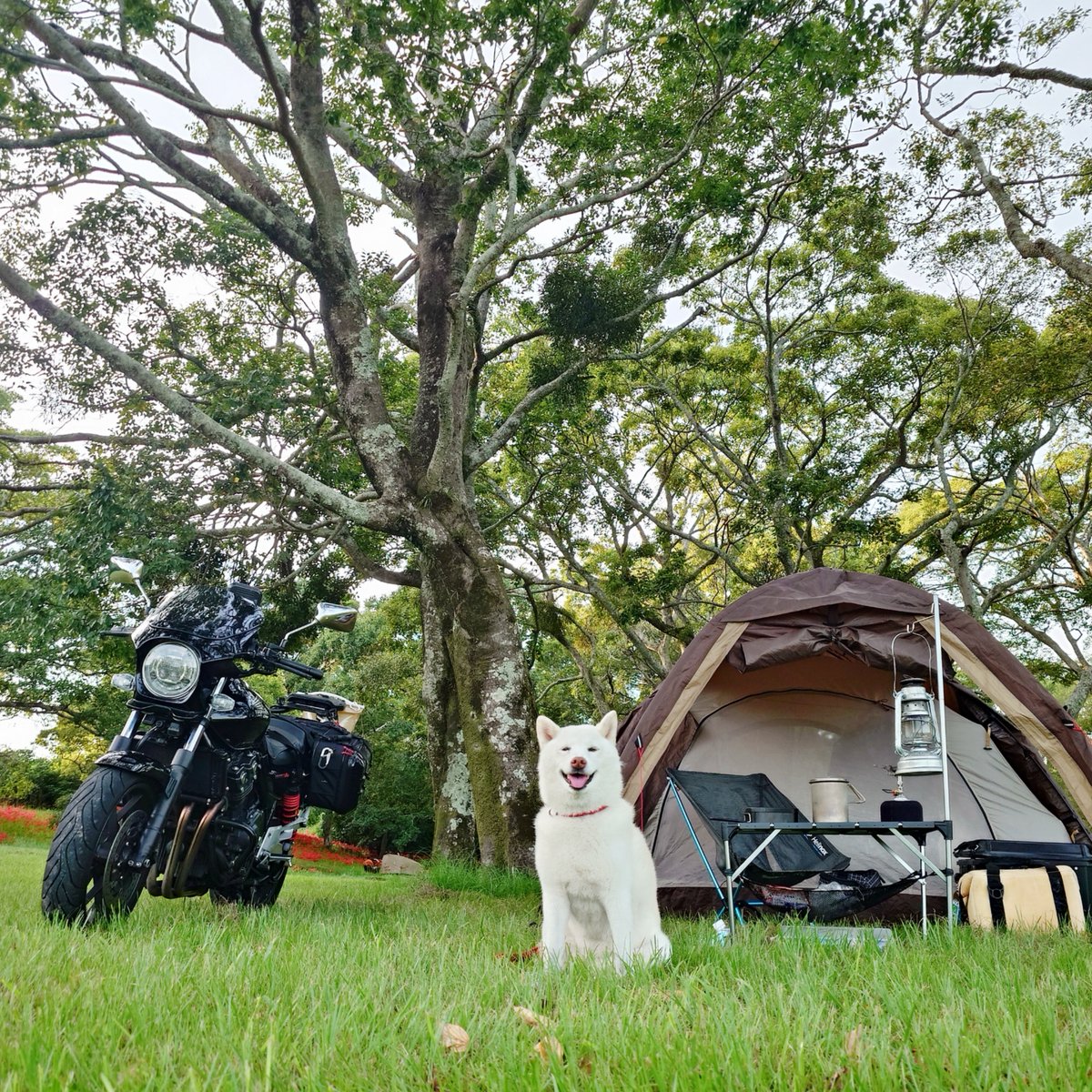 capi_okapi's tweet photo. 白柴キャンツー1355km⑤
〜四万十川キャンプ場編〜

#柴犬 #四万十川キャンプ場 #shibainu https://t.co/cY1NLW7WR8