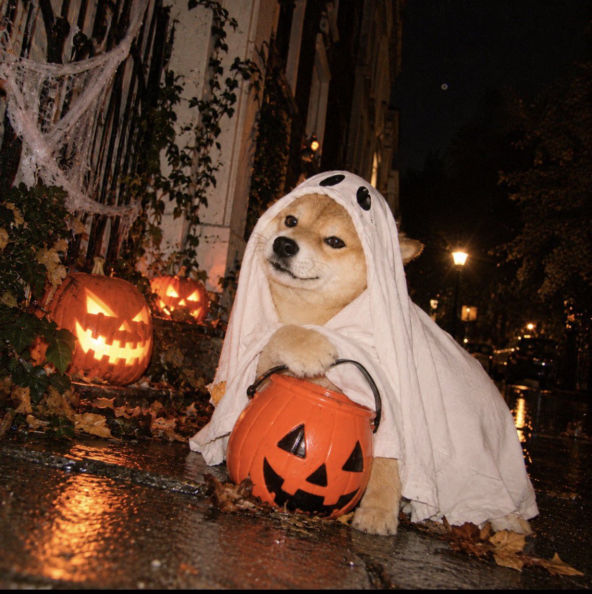 HalloWinuuu's tweet photo. Pics need 2b aesthetic 4 slideshow…

$HALLOWINUUU🎃👻

#meme #sol https://t.co/xCb2f92okI