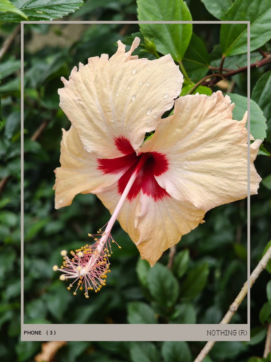 elsewhere817's tweet photo. 🌺 details are excellent! 
@nothing phone 3
#Snapdragon @Snapdragon @Snapdragon_IN
#nothingphone3 https://t.co/7sBUbXioe8