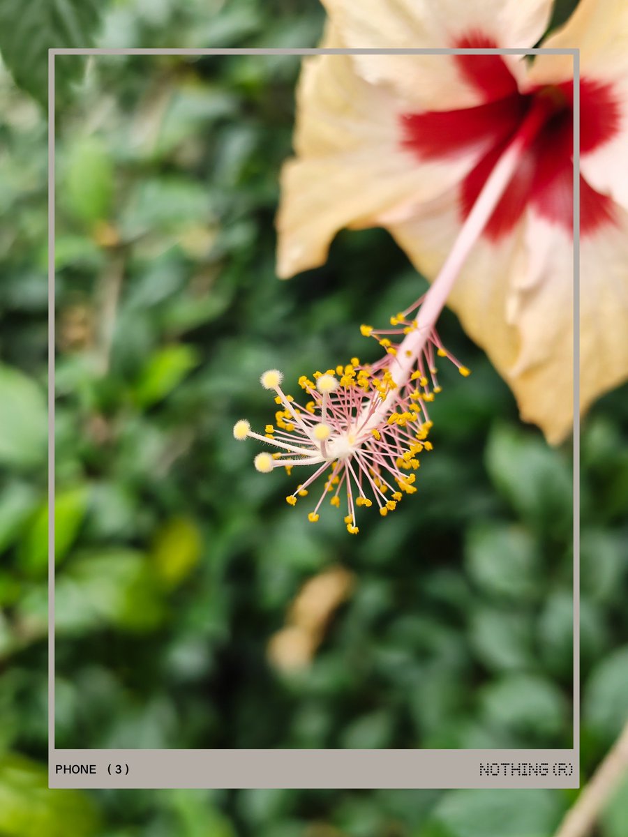 elsewhere817's tweet photo. 🌺 details are excellent! 
@nothing phone 3
#Snapdragon @Snapdragon @Snapdragon_IN
#nothingphone3 https://t.co/7sBUbXioe8