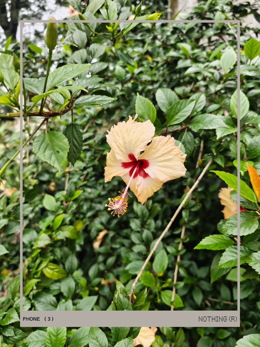 elsewhere817's tweet photo. 🌺 details are excellent! 
@nothing phone 3
#Snapdragon @Snapdragon @Snapdragon_IN
#nothingphone3 https://t.co/7sBUbXioe8