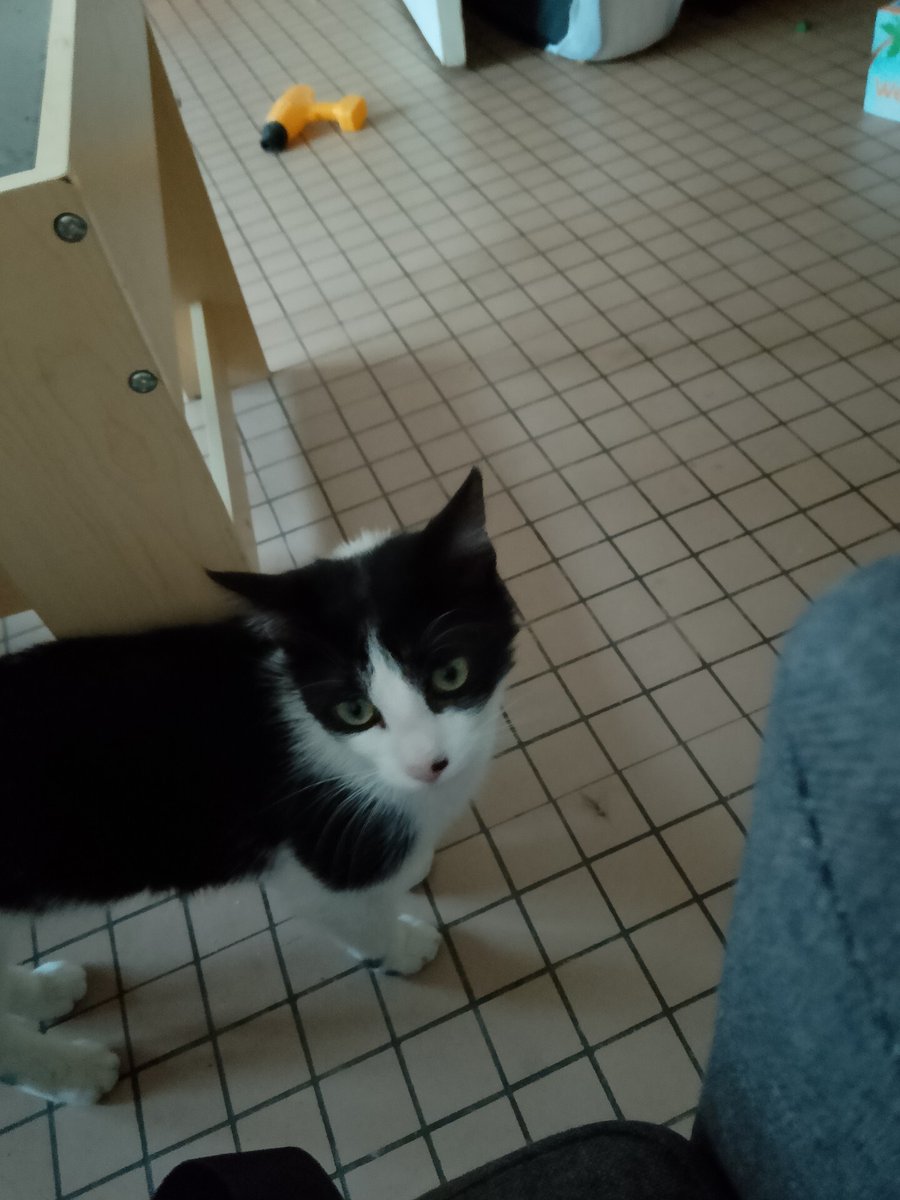 vigipets's tweet photo. 🟠 🐱 Chat perdu le 29/08/2026 à Val-Couesnon (35460).
Race : Européen / Âge : 1 an(s)
Fripouille / Mâle / Identifié(e) : Non
☎️ 0781163341
📧 guitoons9422@hotmail.fr
#chatperdu #chattrouve #chat #perdu #trouve https://t.co/s2umXHZGcu