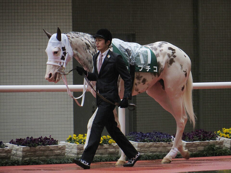 keiba_info_club's tweet photo. ブチコ産駒

ソダシ
・GI3勝
・2年連続でイクイノックスとの仔を出産

ママコチャ
・スプリンターズS制覇
・無事繁殖入り

カルパ
・JRA3勝
・今月10人気3着で波乱演出

エスタア
・未勝利も馬術で活躍
・8月には馬術大会で1位
・Xでこまめに投稿される方がいる

スノーウィスパー
・6月にデビュー

ストラッチャテッラ
・来年以降デビュー予定

産駒全体でJRA18勝（うち重賞8勝・GI4勝）ととても優秀なお母さんに