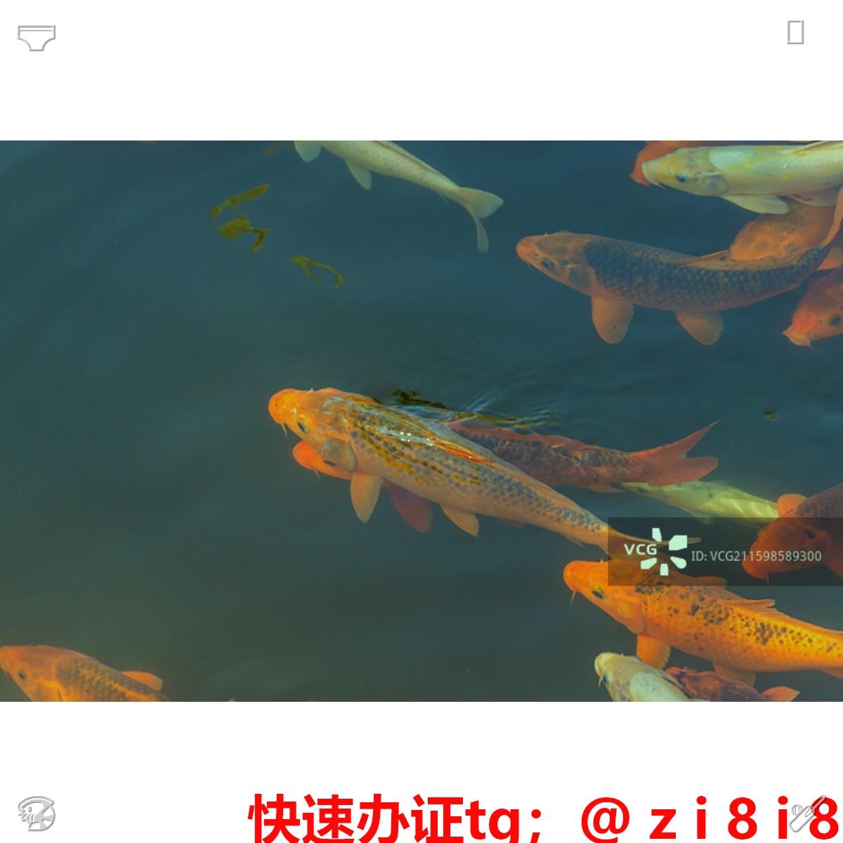 Rauschuber's tweet photo. 🗝办证🤜刻🐄章🧖
🌲专业☀快速😀安全👿
😔诚信第一 ⛷支持🤬担保🍊

哥伦比亚 坦桑尼亚 喀麦隆 台湾 尼加拉瓜 护🦹照、签🌸证、身份🗣证🚧
办🤴可查🛥毕业🐌证📻成人中等专业学校🕴网络教育👷文学学士学位证书🔍压力容器操作证🍃计算机技术与软件专业技术资格证📞法律职业资格证🌦营业执照🎤港 https://t.co/QqlPOJlLeN