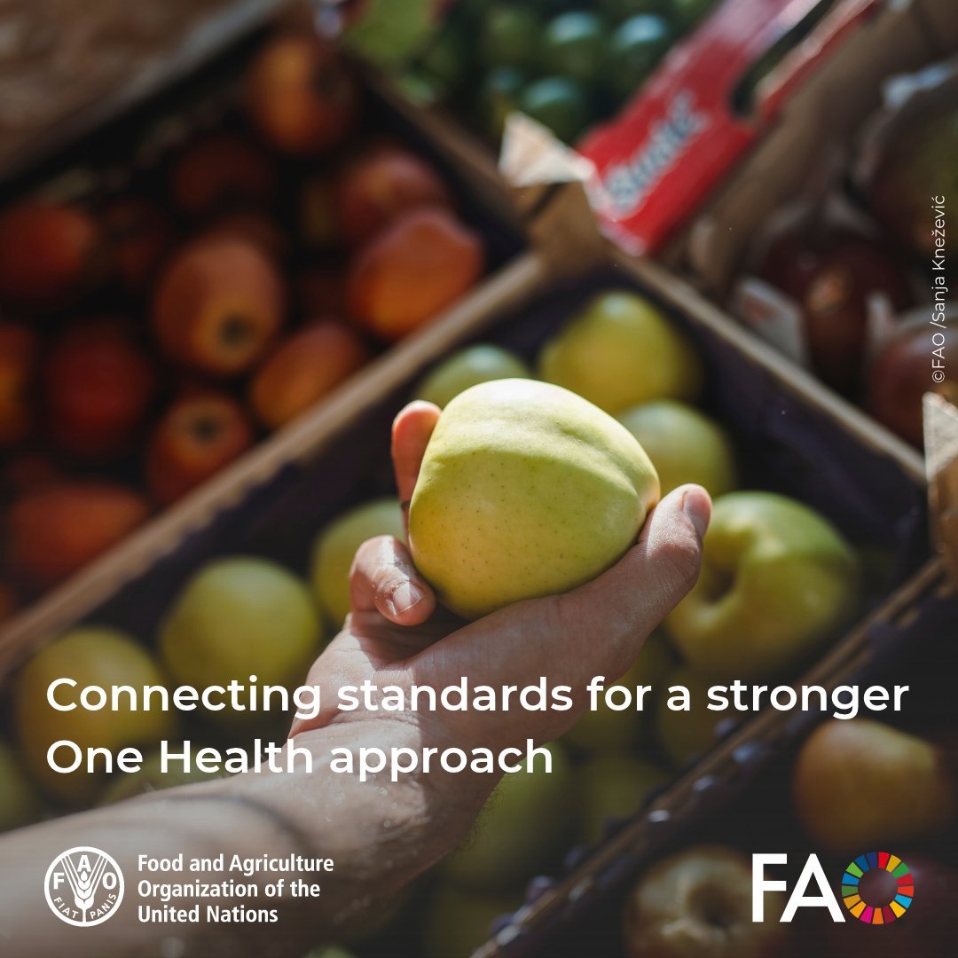 FAOWHOCodex's tweet photo. 🗞️ | The health of people, animals, plants &amp; the environment forms an interconnected “web of life”.

👉@FAOWHOCodex's Sarah Cahill &amp; @ippcnews's Enrico Perotti on the importance of connecting standards for a stronger #OneHealth Approach.

➕ℹ️➡️ https://t.co/4HbucaQHGX https://t.co/Buc6xLSCyT