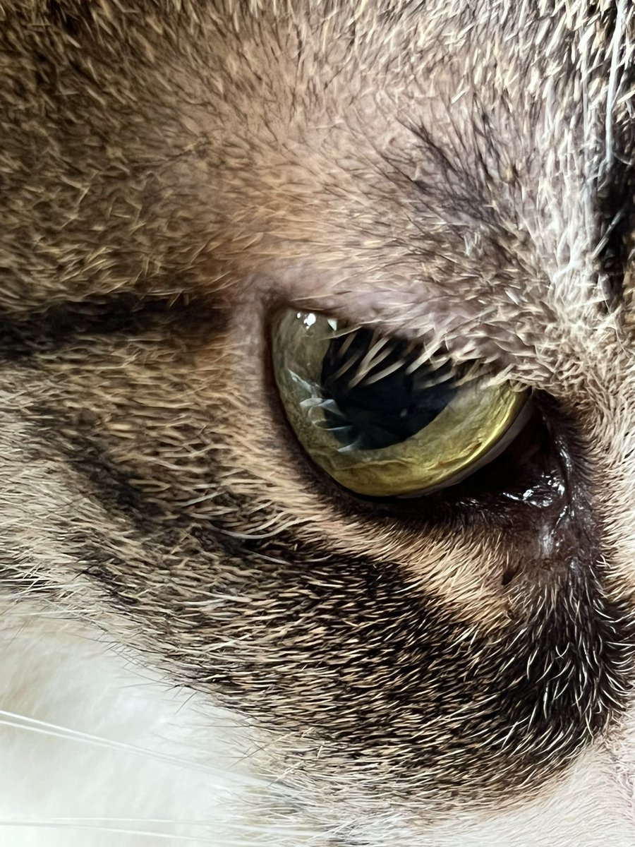 12winter_stage's tweet photo. ねこちゃん https://t.co/vlQxxDwU3L