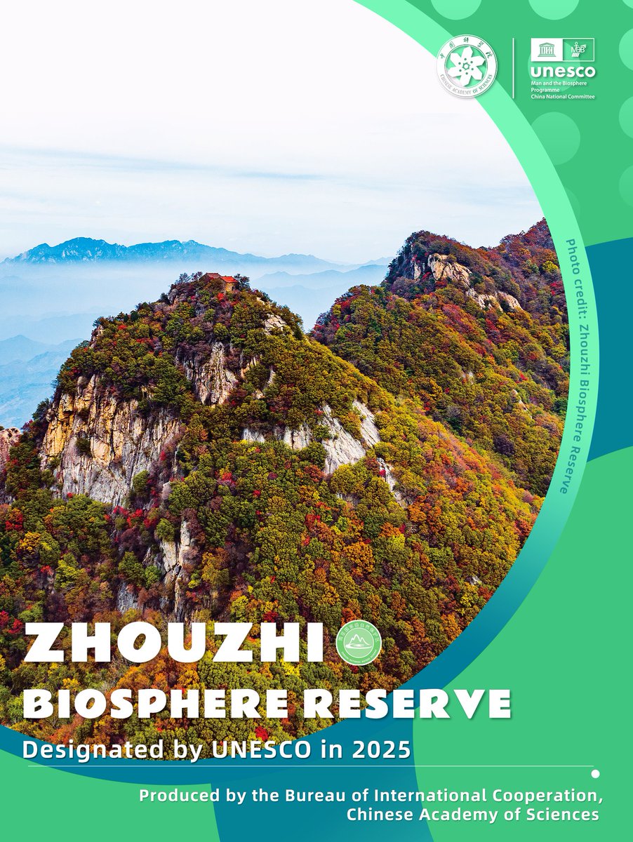 CAS__Science's tweet photo. #BiosphereStories
Meet the new member of UNESCO Biosphere Reserves in China — Zhouzhi

🌏 Designated by UNESCO in 2025
📍 Located in Shaanxi Province, northwestern China
📏 About 20 times the size of Macao
🐼🦌🐒🦅 Home to the Qinling Four Treasures — giant pandas, Qinling takins, golden snub-nosed monkeys and crested ibises
🌲 Core habitat and vital ecological corridor for Qinling giant pandas
🥝 A global hotspot for wild kiwifruit genetic diversity
☯️ Where Qinling ecology and Taoist culture converge

#UNESCO #MAB #BiosphereReserve #Zhouzhi #QinlingMountain #GiantPandas #Kiwifruit