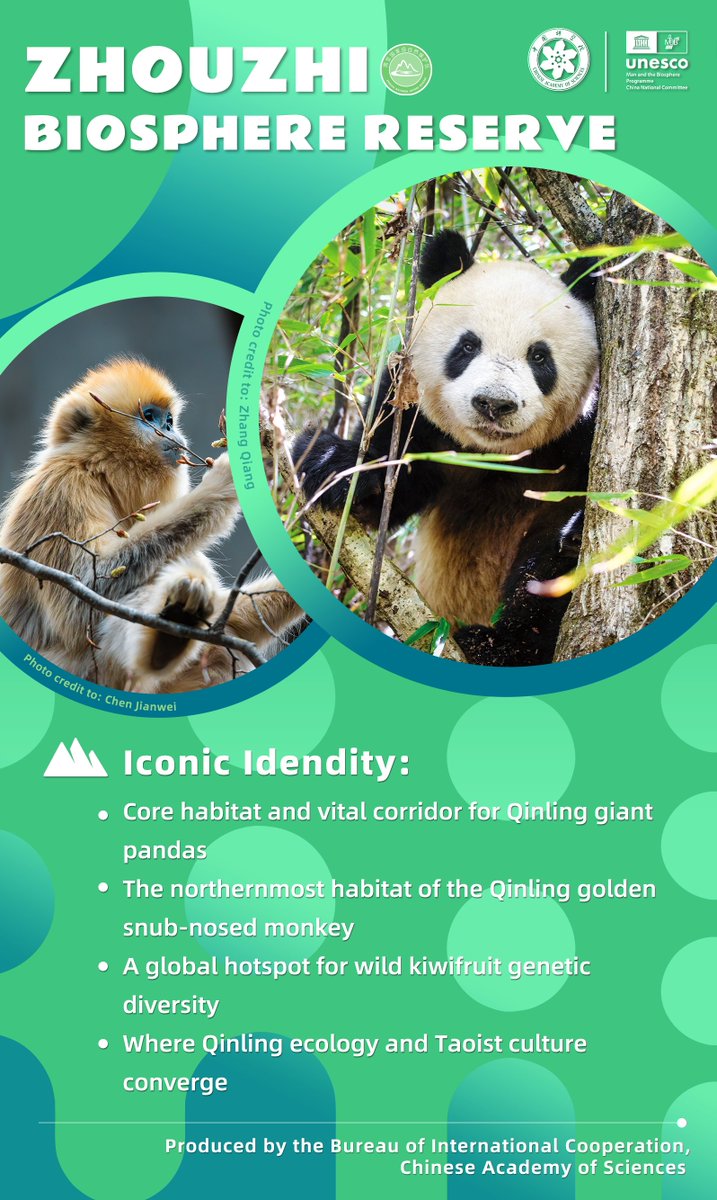 CAS__Science's tweet photo. #BiosphereStories
Meet the new member of UNESCO Biosphere Reserves in China — Zhouzhi

🌏 Designated by UNESCO in 2025
📍 Located in Shaanxi Province, northwestern China
📏 About 20 times the size of Macao
🐼🦌🐒🦅 Home to the Qinling Four Treasures — giant pandas, Qinling takins, golden snub-nosed monkeys and crested ibises
🌲 Core habitat and vital ecological corridor for Qinling giant pandas
🥝 A global hotspot for wild kiwifruit genetic diversity
☯️ Where Qinling ecology and Taoist culture converge

#UNESCO #MAB #BiosphereReserve #Zhouzhi #QinlingMountain #GiantPandas #Kiwifruit