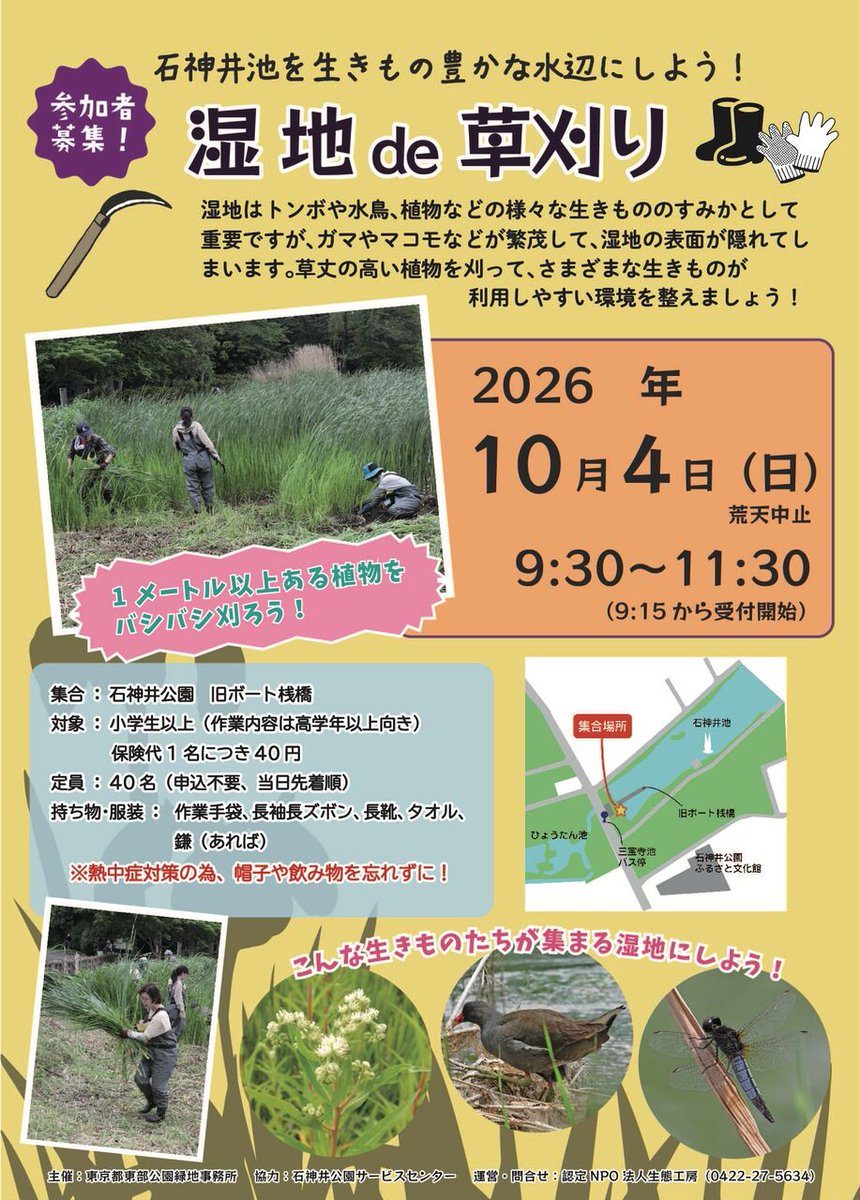 hatomasahiro's tweet photo. 参加者募集　「湿地de草刈り」

ヨシを刈って開けた水面や泥地に戻す作業イベント。これからの季節、キセキレイやサギ類、カモ類が利用しそうです。

2026年10月4日（日）
都立石神井公園
当日受付
 
主催：東京都東部公園緑地事務所
運営・問合せ：認定NPO法人 生態工房 https://t.co/9lmXGshZ1L