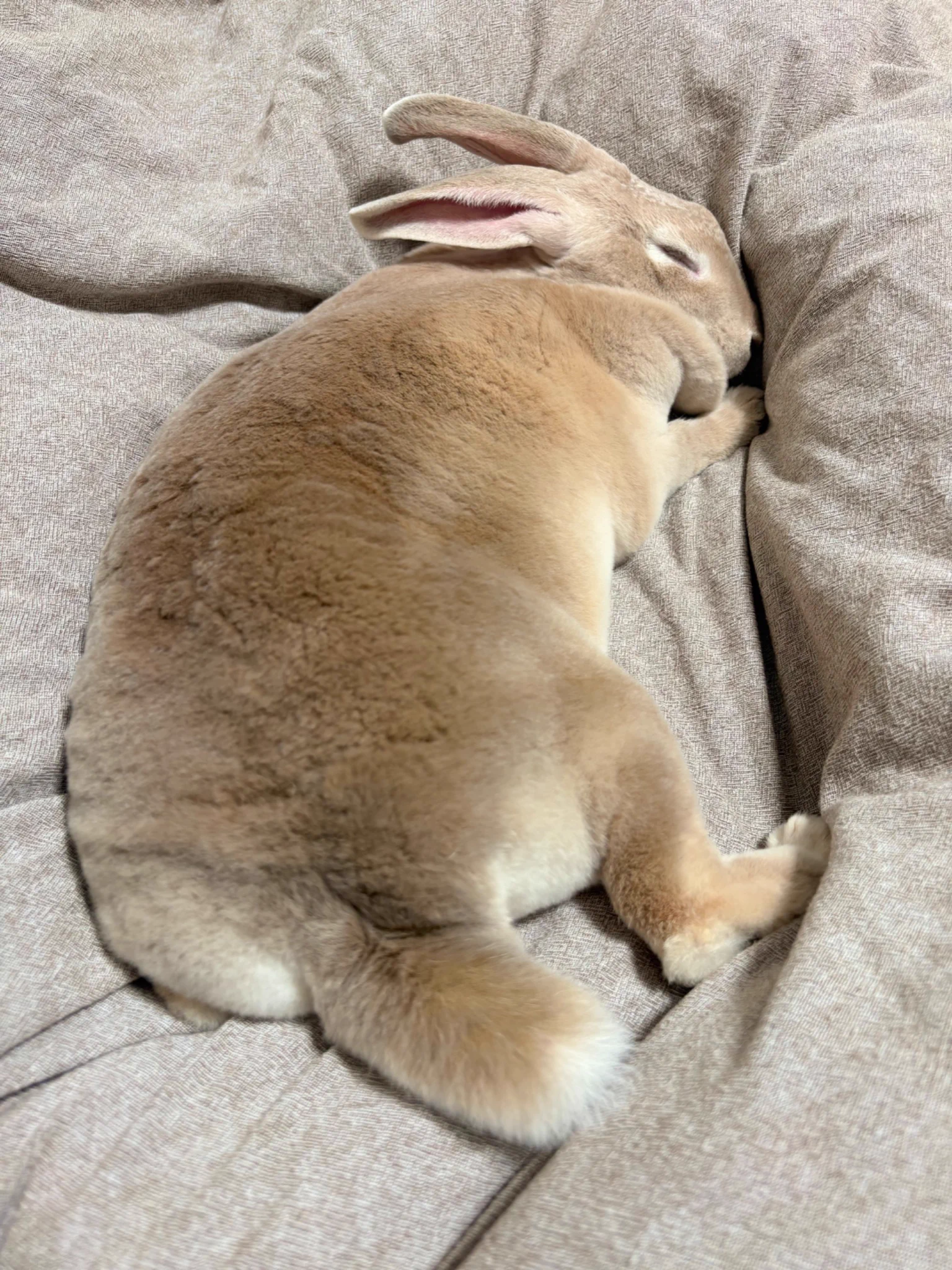 Xでかわいいうさぎの写真がタイムラインを癒しのふわふわで満たす