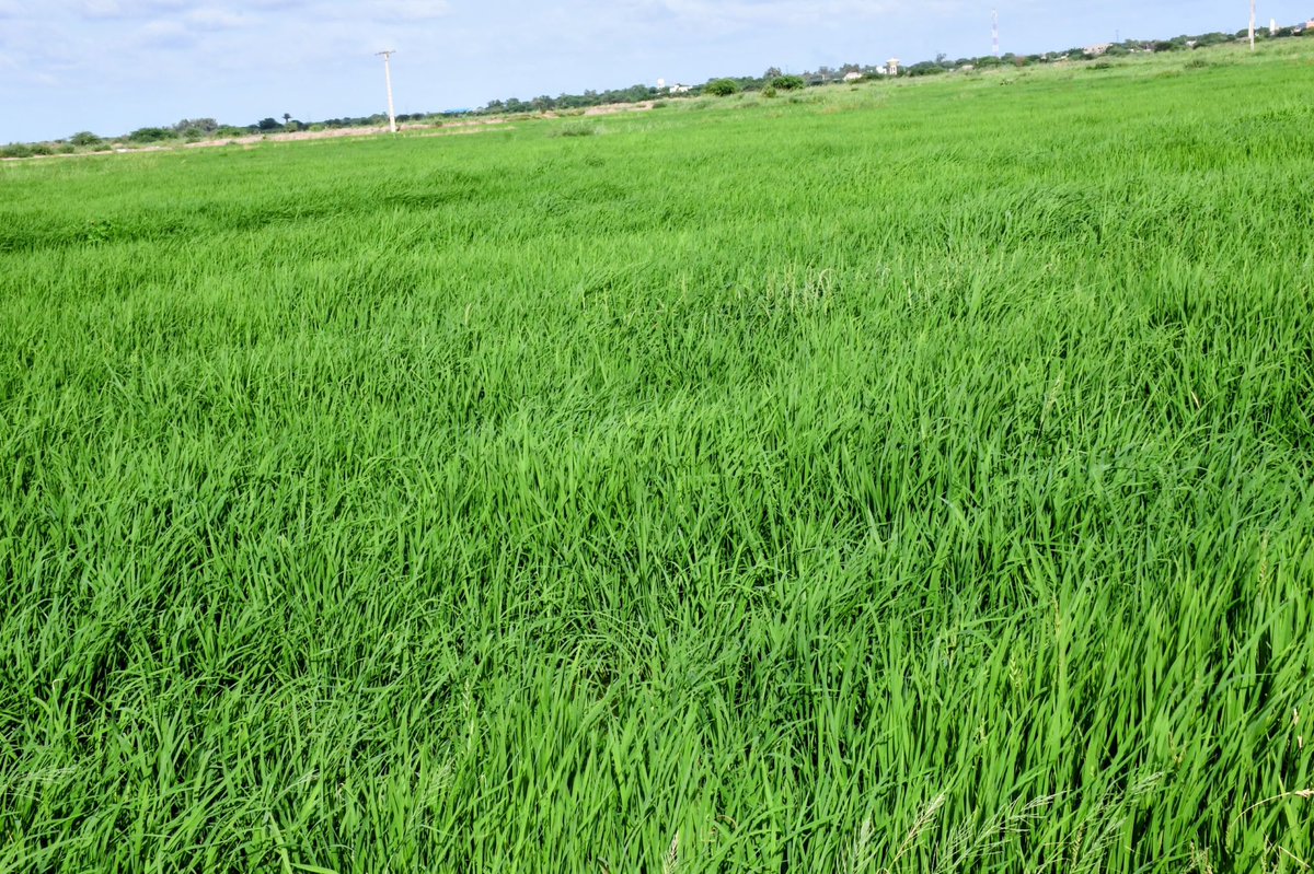 MASAE_sn's tweet photo. JOUR 2 | SAINT-LOUIS, AU CŒUR DE LA VALLÉE DU FLEUVE SÉNÉGAL

À Saint-Louis, chaque étape de la journée a permis de suivre la campagne agricole sous un angle différent, mais avec un même objectif : mieux produire et mieux valoriser ce qui est produit dans la Vallée.

Au casier rizicole de l’Union de Ndiaye, qui a emblavé 1 678 hectares, le Ministre Dr Cheikhou Oumar Bâ et sa délégation ont pris le temps d’échanger directement avec les producteurs sur le déroulement de la campagne d’hivernage, leurs conditions de travail et les réalités du terrain.

De la parcelle à la mécanisation, l’étape suivante au Centre de mécanisation agricole de Ndiaye a permis de mettre en lumière les solutions qui peuvent faciliter le travail des producteurs. La présentation de la plateforme « Allo Tracteur », qui rapproche les producteurs des services de mécanisation, s’appuie aujourd’hui sur 10 tracteurs, avec 20 tracteurs supplémentaires prévus dans les deux prochains mois. Une dynamique qui vise à rendre les équipements plus accessibles et plus proches des besoins du terrain.

La journée s’est poursuivie à la rizerie SFA, où le Ministre a rencontré les acteurs de la filière : CIRIZ, ANR et FUDA. Après avoir parlé de produire et de faciliter le travail au champ, les échanges ont naturellement porté sur l’étape suivante : comment mieux commercialiser et mieux valoriser le riz produit dans la Vallée.

De la production à la mécanisation, du champ à la rizerie, de la production au marché : chaque maillon compte. Et c’est en reliant ces étapes que nous pouvons construire des chaînes de valeur plus solides et une agriculture qui crée davantage de valeur au Sénégal.