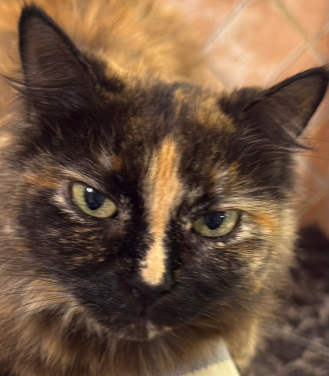monzegom's tweet photo. Mi gatita de Oleo https://t.co/hlVJ4VU7RQ