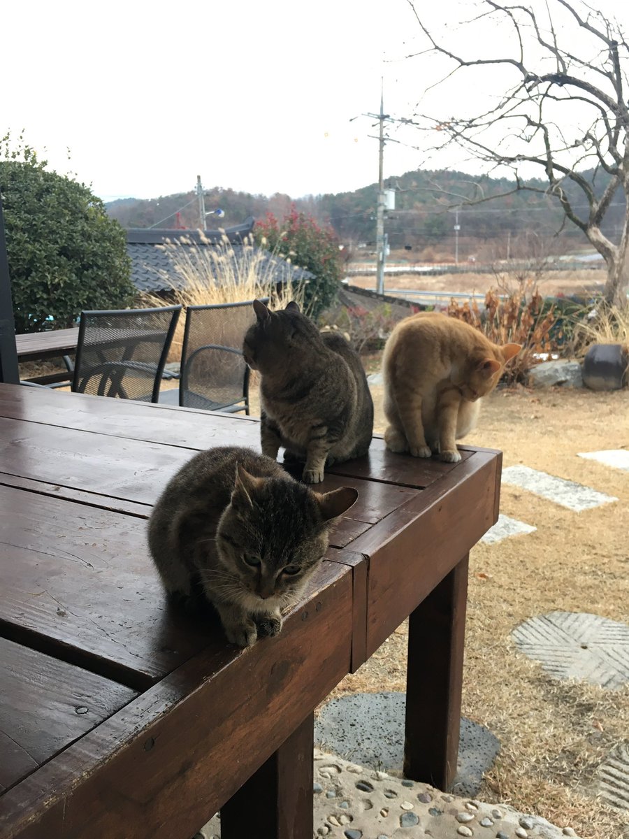 B8lke_09's tweet photo. 다시 갈래 천국으로…. 냥…ㅜ https://t.co/d883IfZFTt
