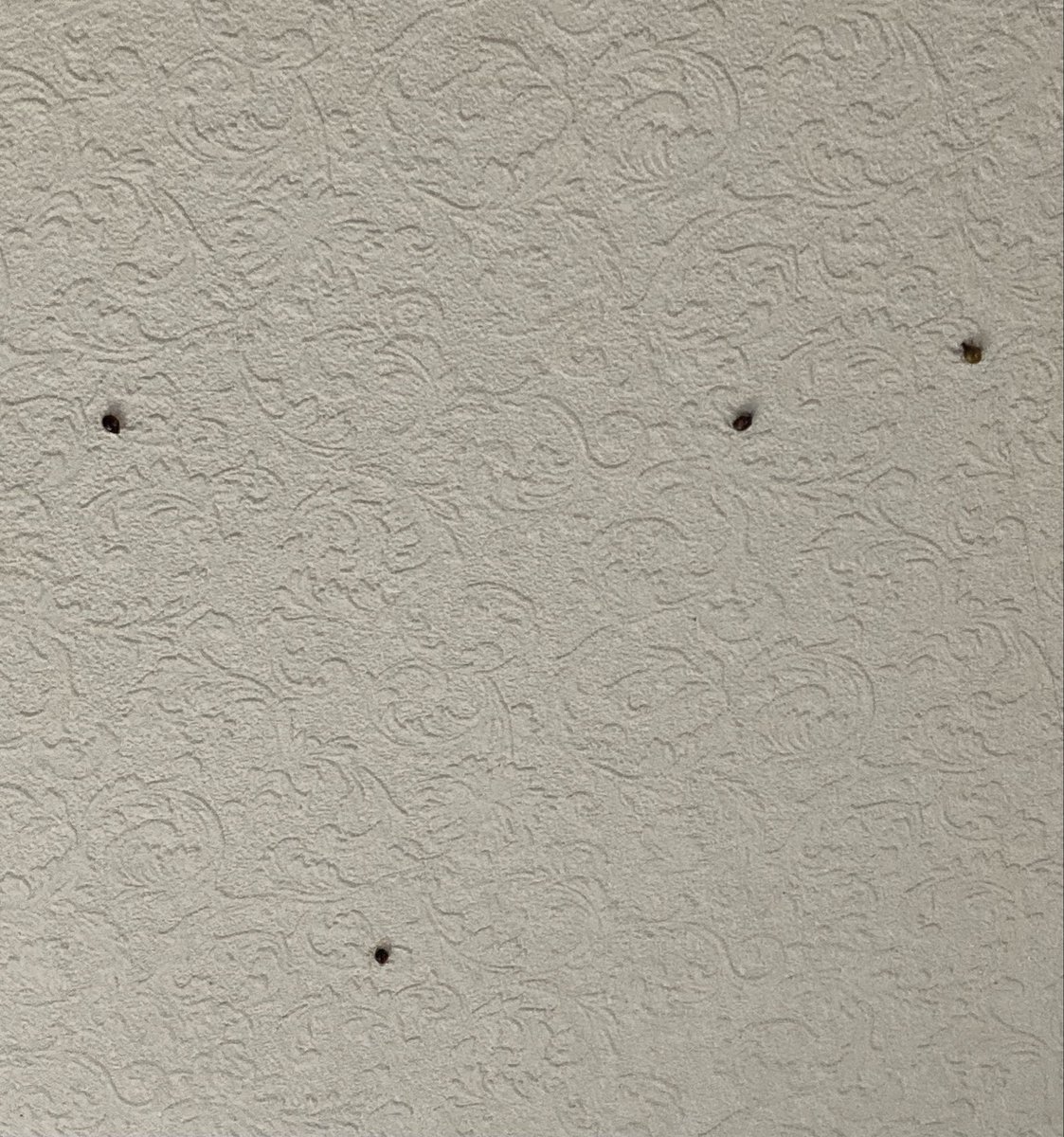 C716Fb's tweet photo. 我が家の天井に星がログインなされました。
※てんとう虫です。 https://t.co/JuTd1imVtH