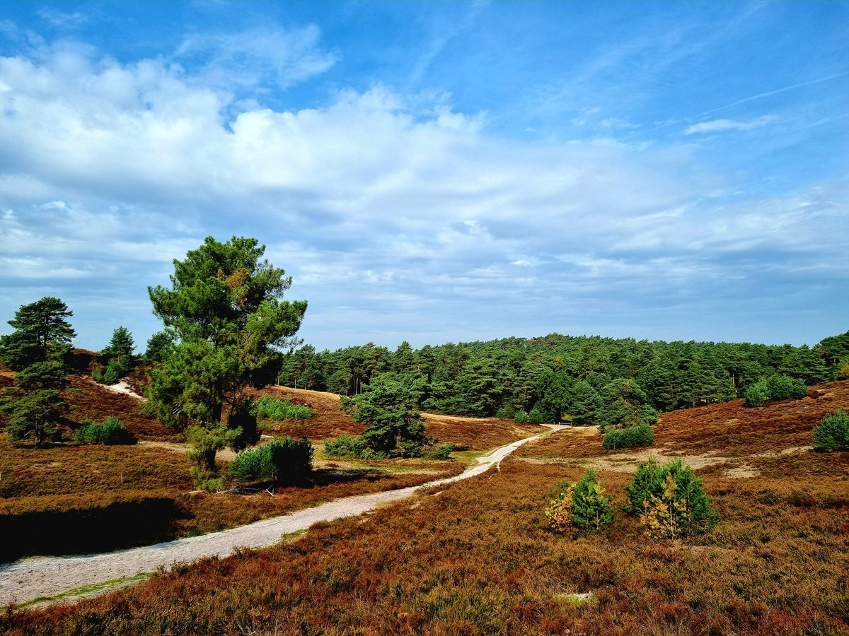 DietermanTjark's tweet photo. Genieten van het mooie weer. Fijne dinsdag😀 #heide #bos #wandelen https://t.co/NOW0wX2GRN
